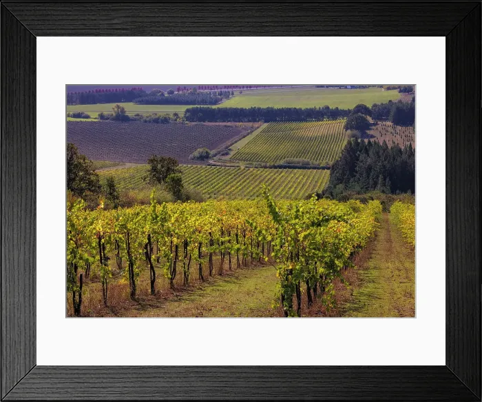 Framed Print : Vineyards at Yamhill Valley Vineyards near McMinnville, Oregon, USA Date: 04-10-2021