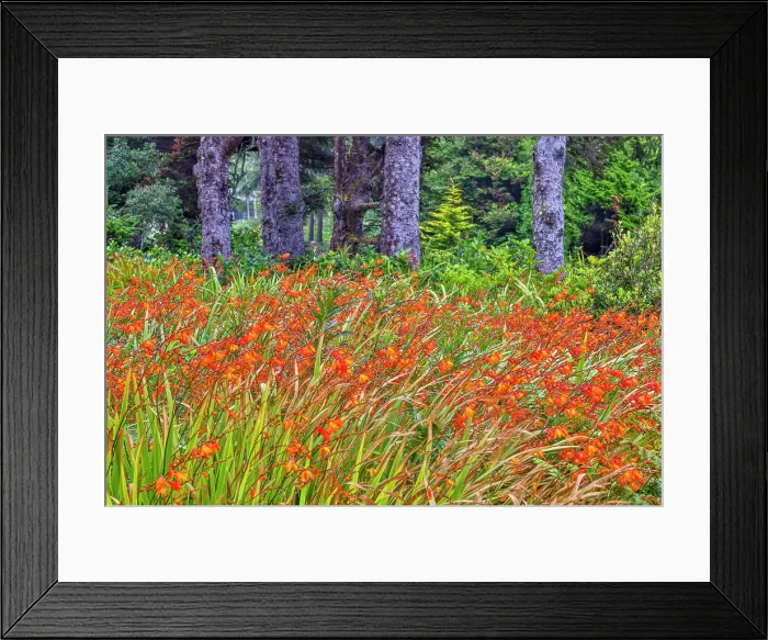 Framed Print : Usa, Oregon, Yachats. Plantings Date: 03-08-2021