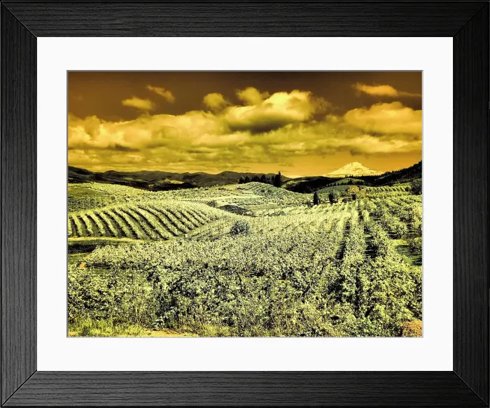 Framed Print : Hood River Valley, Mount Rainier. Date: 22-04-2021 Framed Print : Hood River Valley, Mount Rainier. Date: 22-04-2021