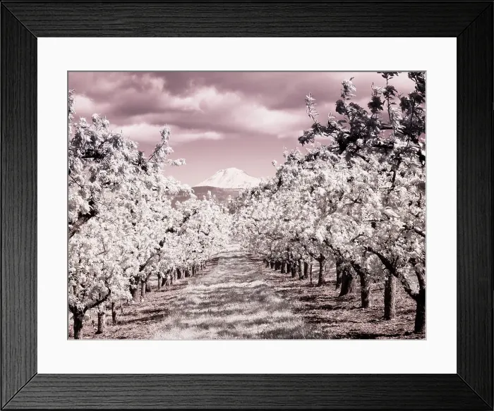 Framed Print : USA, Oregon, Columbia Gorge. Infrared of Spring orchards and Mount Rainier Date: 22-04-2021 Framed Print : USA, Oregon, Columbia Gorge. Infrared of Spring orchards and Mount Rainier Date: 22-04-2021