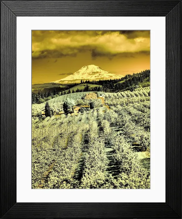 Framed Print : USA, Oregon, Columbia Gorge. Infrared of Spring orchards and Mount Rainier Date: 22-04-2021 Framed Print : USA, Oregon, Columbia Gorge. Infrared of Spring orchards and Mount Rainier Date: 22-04-2021