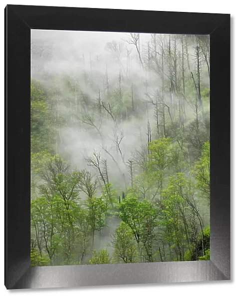 Fog drifting through black burned trees on mountain side, Great Smoky Mountains National Park, Tennessee Date: 05-05-2021