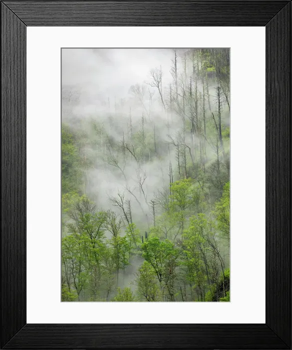 Framed Print : Fog drifting through black burned trees on mountain side, Great Smoky Mountains National Park, Tennessee Date: 05-05-2021 Framed Print : Fog drifting through black burned trees on mountain side, Great Smoky Mountains National Park, Tennessee Date: 05-05-2021