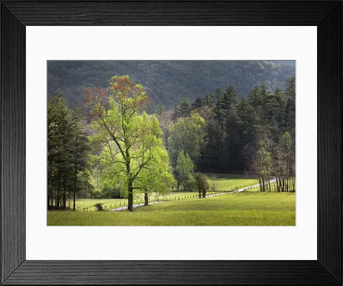 Framed Print : Loop road through Cades Cove passing beneath trees in spring foliage, Great Smoky Mountains National Park, Tennessee Date: 06-05-2021 Framed Print : Loop road through Cades Cove passing beneath trees in spring foliage, Great Smoky Mountains National Park, Tennessee Date: 06-05-2021