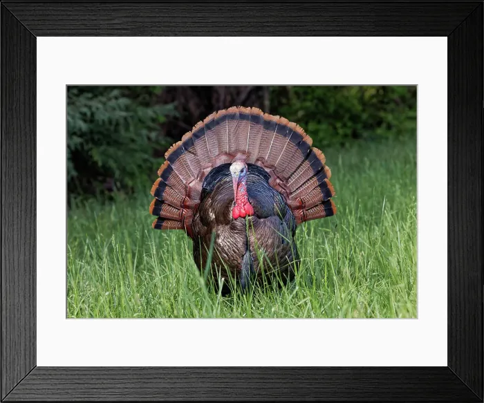 Framed Print : Male wild turkey in full breeding display. Great Smoky Mountains, National Park, Tennessee Date: 06-05-2021 Framed Print : Male wild turkey in full breeding display. Great Smoky Mountains, National Park, Tennessee Date: 06-05-2021