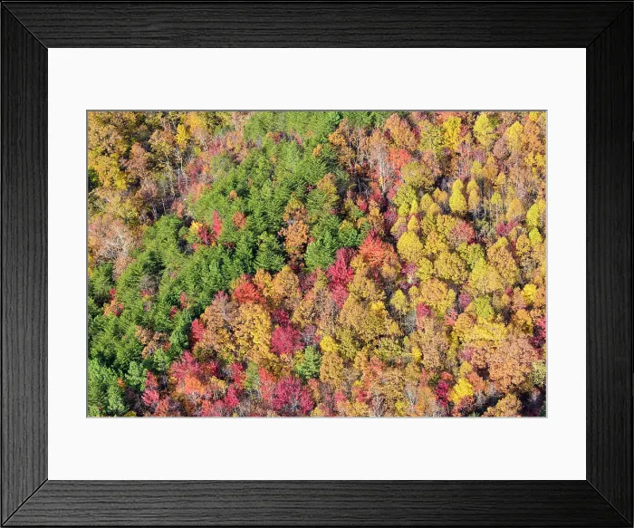 Framed Print : USA, Tennessee. Evergreens contrast to dramatic fall color Date: 08-11-2020 Framed Print : USA, Tennessee. Evergreens contrast to dramatic fall color Date: 08-11-2020