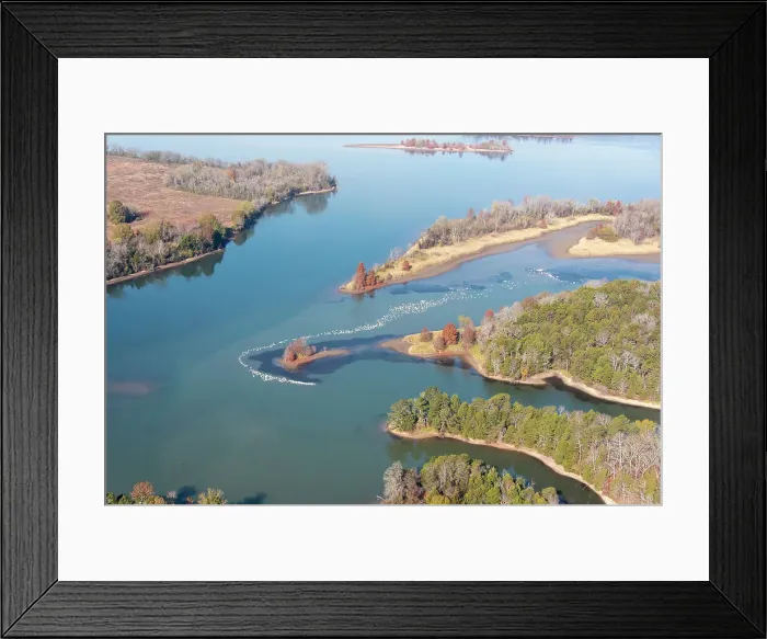Framed Print : USA, Tennessee. White pelicans curve around islet Tennessee River, Hiwassee Wildlife Refuge Date: 21-11-2020 Framed Print : USA, Tennessee. White pelicans curve around islet Tennessee River, Hiwassee Wildlife Refuge Date: 21-11-2020