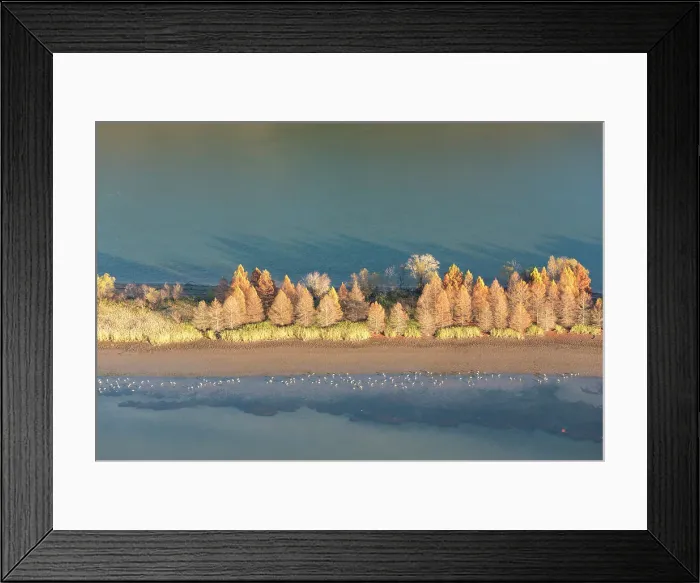 Framed Print : USA, Tennessee. Evening light Tennessee River, Hiwassee Wildlife Refuge. Sandhill Cranes feed along exposed edges. Date: 23-11-2020 Framed Print : USA, Tennessee. Evening light Tennessee River, Hiwassee Wildlife Refuge. Sandhill Cranes feed along exposed edges. Date: 23-11-2020