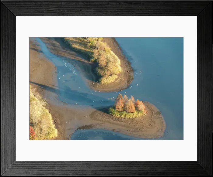 Framed Print : USA, Tennessee. Tennessee Valley Authority drawdown, Tennessee River. White pelicans, sandhill cranes, Canada geese feeding Date: 23-11-2020