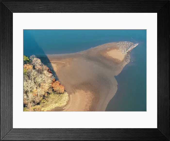Framed Print : USA, Tennessee. White pelicans and cormorants creating patterns. Date: 10-12-2020 Framed Print : USA, Tennessee. White pelicans and cormorants creating patterns. Date: 10-12-2020