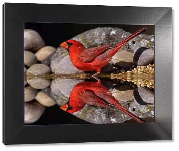 Northern Cardinal and mirror reflection on small pond. Rio Grande Valley, Texas Date: 24-04-2021