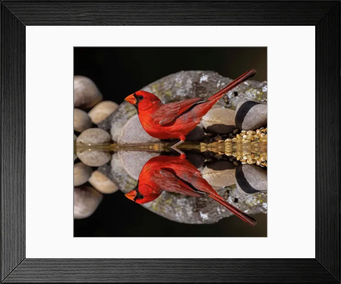 Framed Print : Northern Cardinal and mirror reflection on small pond. Rio Grande Valley, Texas Date: 24-04-2021 Framed Print : Northern Cardinal and mirror reflection on small pond. Rio Grande Valley, Texas Date: 24-04-2021