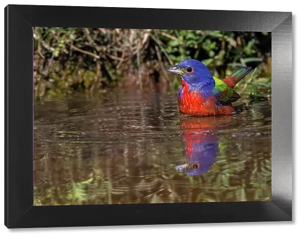Male Painted bunting bathing in small pond in the desert. Rio Grande Valley, Texas Date: 24-04-2021