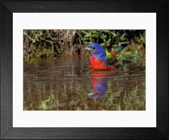 Framed Print : Male Painted bunting bathing in small pond in the desert. Rio Grande Valley, Texas Date: 24-04-2021 Framed Print : Male Painted bunting bathing in small pond in the desert. Rio Grande Valley, Texas Date: 24-04-2021