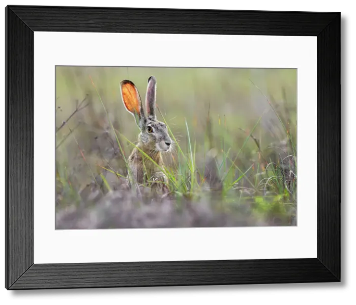 Framed Print : Black-tailed jackrabbit, South Padre Island, Texas Date: 27-04-2021