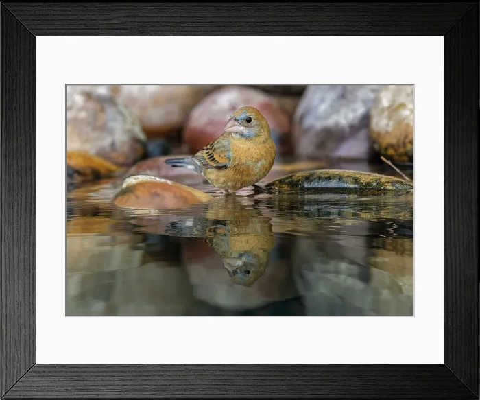 Framed Print : Blue grosbeak. bathing, Rio Grande Valley, Texas Date: 25-04-2021