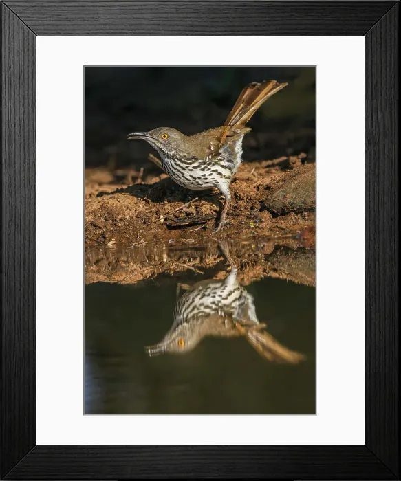Framed Print : Long-billed thrasher drinking from small pond, Rio Grande Valley, Texas Date: 24-04-2021 Framed Print : Long-billed thrasher drinking from small pond, Rio Grande Valley, Texas Date: 24-04-2021