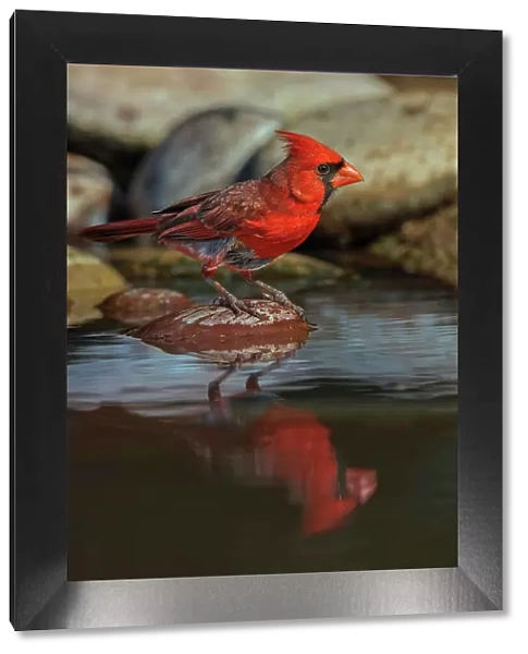 Male Northern Cardinal bathing in small desert pond, Rio Grande Valley, Texas Date: 24-04-2021