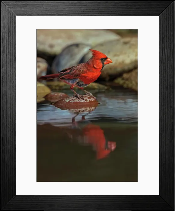 Framed Print : Male Northern Cardinal bathing in small desert pond, Rio Grande Valley, Texas Date: 24-04-2021 Framed Print : Male Northern Cardinal bathing in small desert pond, Rio Grande Valley, Texas Date: 24-04-2021
