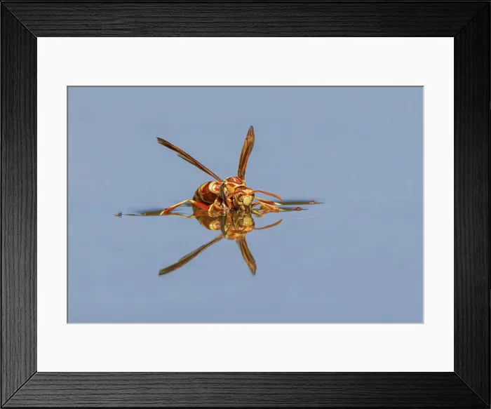 Framed Print : Paper wasp drinking water from surface of pond, Rio Grande Valley, Texas Date: 24-04-2021 Framed Print : Paper wasp drinking water from surface of pond, Rio Grande Valley, Texas Date: 24-04-2021