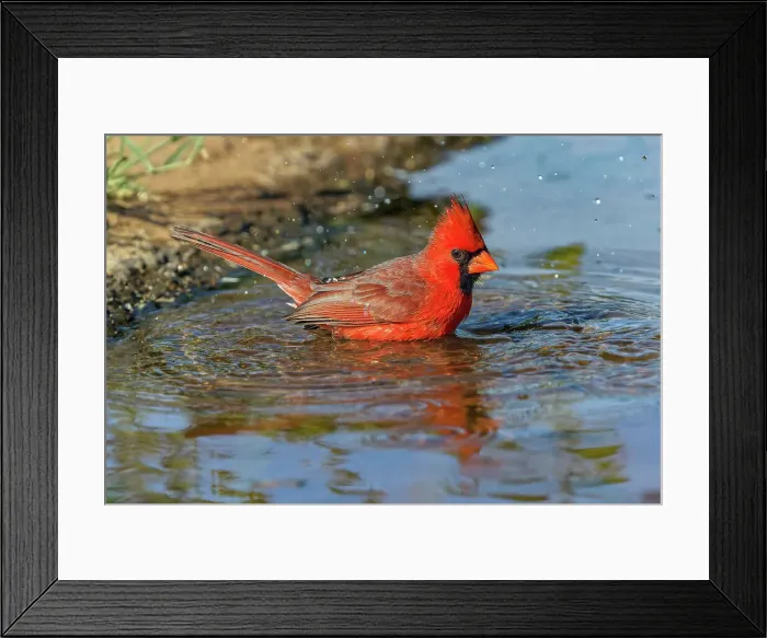 Framed Print : Male Northern Cardinal bathing. Rio Grande Valley, Texas Date: 25-04-2021 Framed Print : Male Northern Cardinal bathing. Rio Grande Valley, Texas Date: 25-04-2021