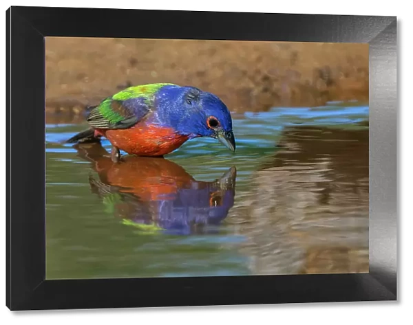 Male Painted bunting and reflection while bathing, Rio Grande Valley, Texas Date: 25-04-2021