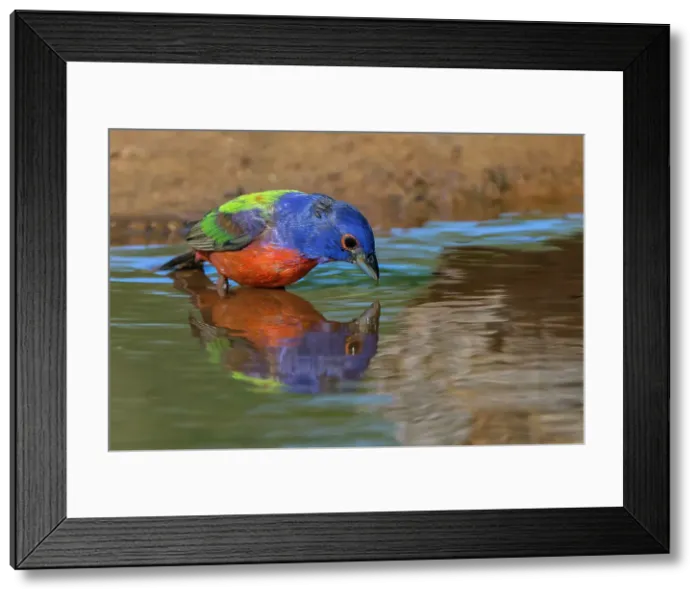 Framed Print : Male Painted bunting and reflection while bathing, Rio Grande Valley, Texas Date: 25-04-2021 Framed Print : Male Painted bunting and reflection while bathing, Rio Grande Valley, Texas Date: 25-04-2021