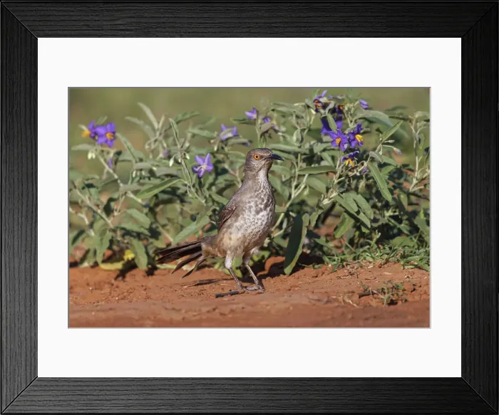 Framed Print : Curve-billed thrasher, Rio Grande Valley, Texas Date: 25-04-2021
