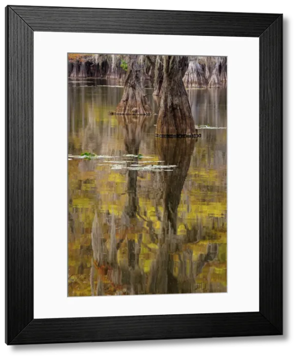 Framed Print : Bald Cypress tree draped in Spanish moss with fall colors. Caddo Lake State Park, Uncertain, Texas Date: 26-10-2021 Framed Print : Bald Cypress tree draped in Spanish moss with fall colors. Caddo Lake State Park, Uncertain, Texas Date: 26-10-2021