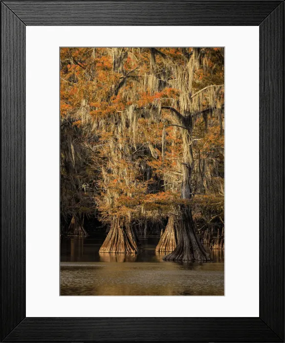 Framed Print : Bald Cypress tree draped in Spanish moss with fall colors at sunset. Caddo Lake State Park, Uncertain, Texas Date: 26-10-2021 Framed Print : Bald Cypress tree draped in Spanish moss with fall colors at sunset. Caddo Lake State Park, Uncertain, Texas Date: 26-10-2021