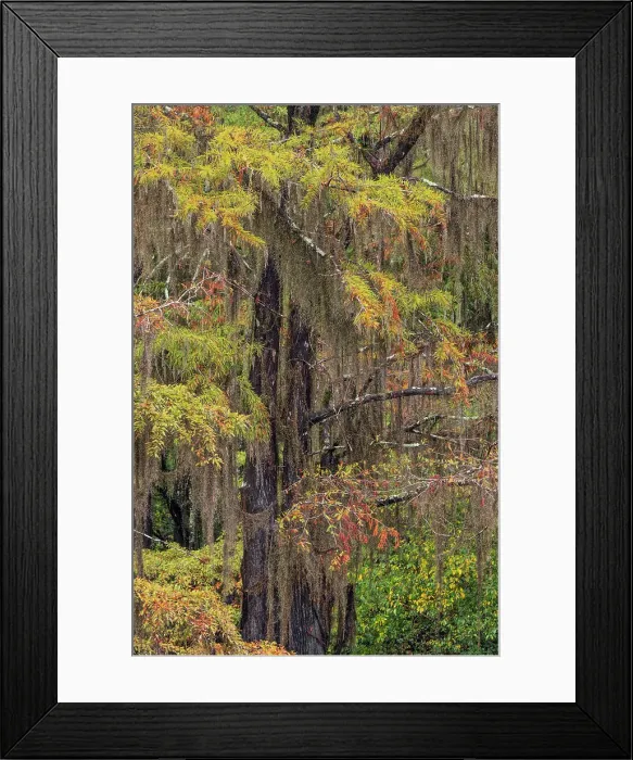 Framed Print : Bald Cypress tree draped in Spanish moss with fall colors. Caddo Lake State Park, Uncertain, Texas Date: 27-10-2021 Framed Print : Bald Cypress tree draped in Spanish moss with fall colors. Caddo Lake State Park, Uncertain, Texas Date: 27-10-2021