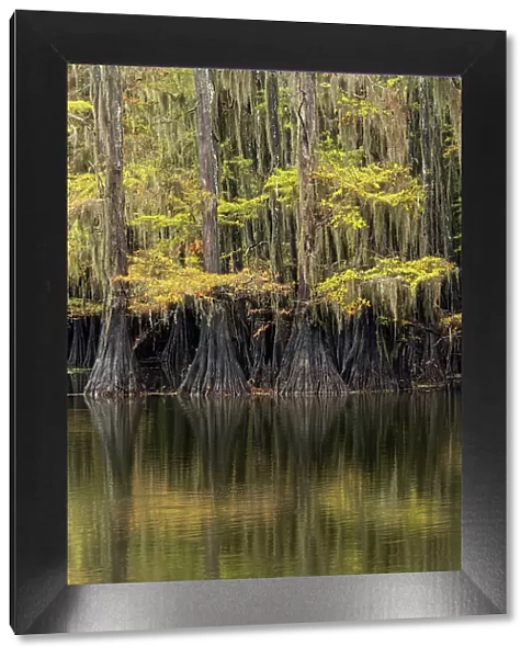 Bald Cypress tree draped in Spanish moss with fall colors. Caddo Lake State Park, Uncertain, Texas Date: 27-10-2021