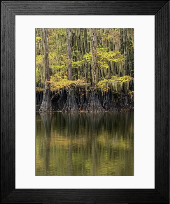 Framed Print : Bald Cypress tree draped in Spanish moss with fall colors. Caddo Lake State Park, Uncertain, Texas Date: 27-10-2021 Framed Print : Bald Cypress tree draped in Spanish moss with fall colors. Caddo Lake State Park, Uncertain, Texas Date: 27-10-2021