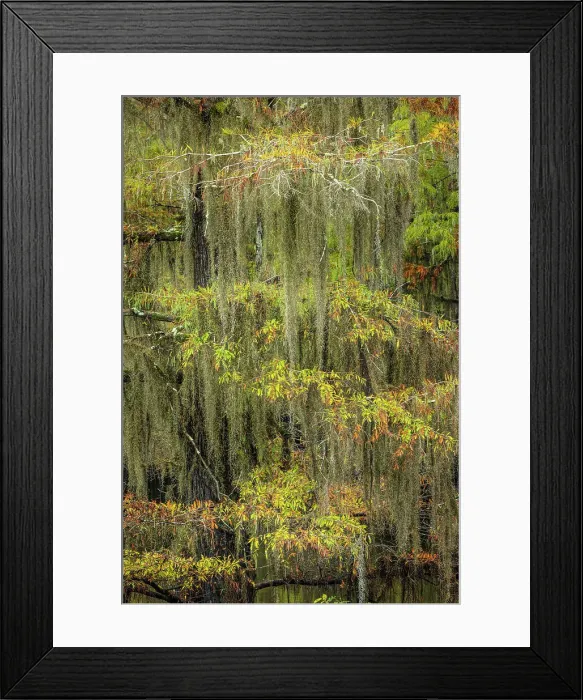 Framed Print : Bald Cypress tree draped in Spanish moss with fall colors. Caddo Lake State Park, Uncertain, Texas Date: 27-10-2021 Framed Print : Bald Cypress tree draped in Spanish moss with fall colors. Caddo Lake State Park, Uncertain, Texas Date: 27-10-2021
