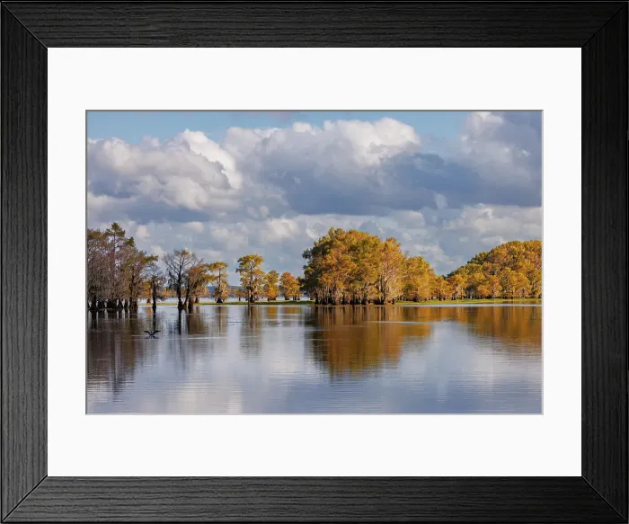 Framed Print : Bald cypress trees in autumn. Caddo Lake, Uncertain, Texas Date: 27-10-2021