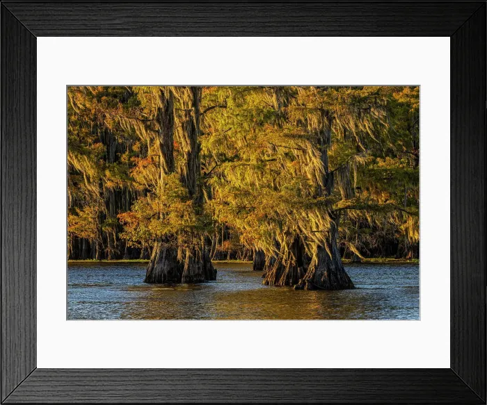 Framed Print : Bald cypress trees in autumn colors at sunset. Caddo Lake, Uncertain, Texas Date: 27-10-2021