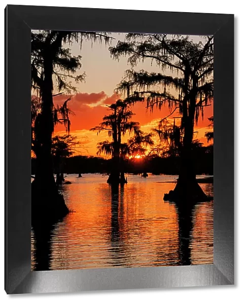 Bald cypress trees silhouetted at sunset. Caddo Lake, Uncertain, Texas Date: 27-10-2021