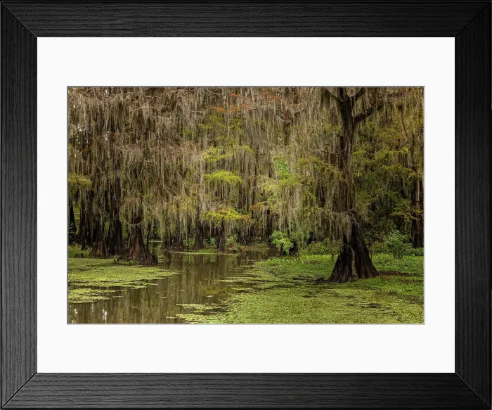 Framed Print : Cypress trees and Spanish moss lining shoreline of Caddo Lake, Uncertain, Texas Date: 26-10-2021 Framed Print : Cypress trees and Spanish moss lining shoreline of Caddo Lake, Uncertain, Texas Date: 26-10-2021