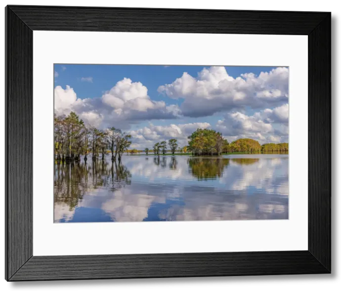 Framed Print : Bald cypress trees in autumn reflected on lake. Caddo Lake, Uncertain, Texas Date: 26-10-2021 Framed Print : Bald cypress trees in autumn reflected on lake. Caddo Lake, Uncertain, Texas Date: 26-10-2021