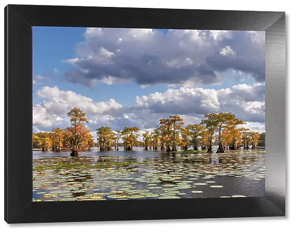 Bald cypress trees in autumn and lily-ads. Caddo Lake, Uncertain, Texas Date: 26-10-2021