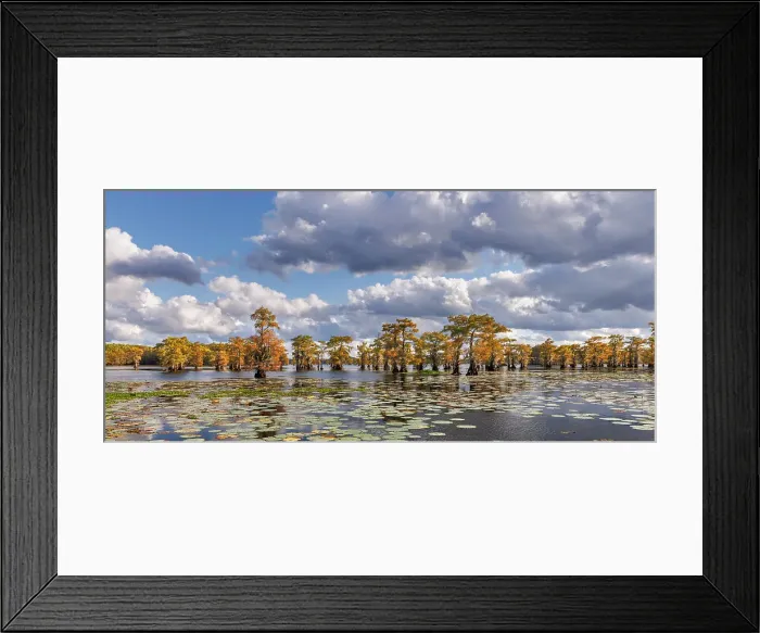 Framed Print : Bald cypress trees in autumn and lily-ads. Caddo Lake, Uncertain, Texas Date: 26-10-2021