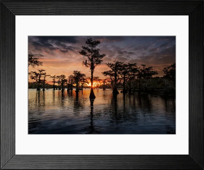 Framed Print : Bald cypress trees silhouetted at sunset. Caddo Lake, Uncertain, Texas Date: 26-10-2021 Framed Print : Bald cypress trees silhouetted at sunset. Caddo Lake, Uncertain, Texas Date: 26-10-2021