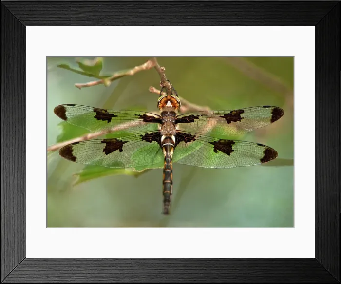 Framed Print : USA, Texas, Austin. Male prince baskettail dragonfly on branch. Date: 22-06-2010 Framed Print : USA, Texas, Austin. Male prince baskettail dragonfly on branch. Date: 22-06-2010