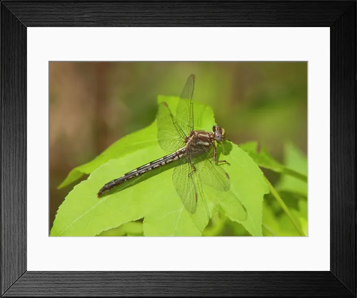 Framed Print : USA, Texas. Female ashy clubtail dragonfly on leaf. Date: 12-04-2010 Framed Print : USA, Texas. Female ashy clubtail dragonfly on leaf. Date: 12-04-2010