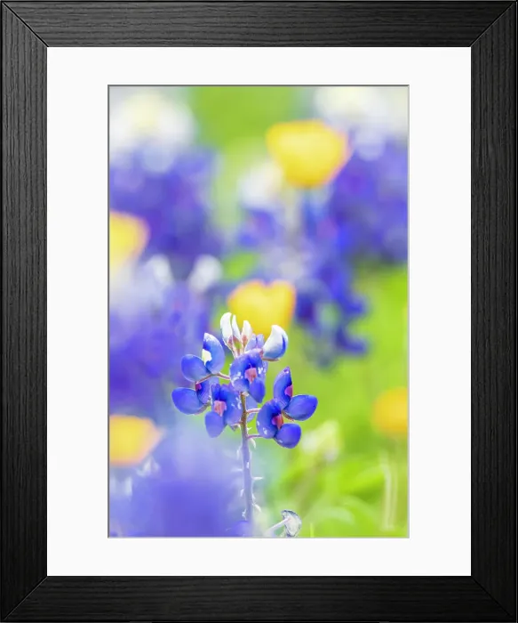 Framed Print : Johnson City, Texas, USA. Bluebonnet wildflowers in the Texas Hill Country. Date: 19-03-2017 Framed Print : Johnson City, Texas, USA. Bluebonnet wildflowers in the Texas Hill Country. Date: 19-03-2017