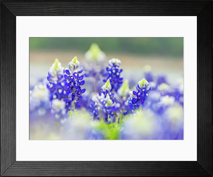 Framed Print : Spicewood, Texas, USA. Bluebonnet wildflowers in the Texas Hill Country. Date: 20-03-2017 Framed Print : Spicewood, Texas, USA. Bluebonnet wildflowers in the Texas Hill Country. Date: 20-03-2017