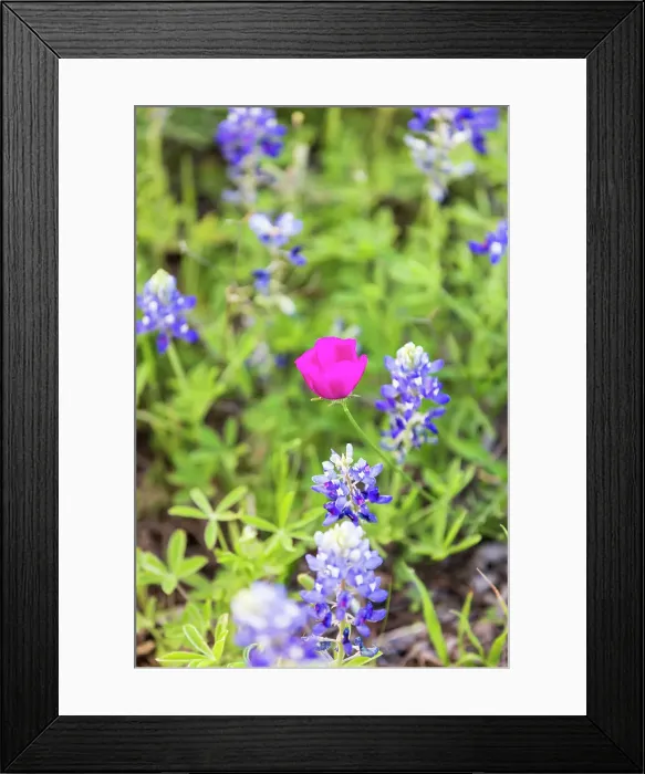 Framed Print : Llano, Texas, USA. Bluebonnet and Winecup wildflowers in the Texas Hill Country. Date: 09-04-2021 Framed Print : Llano, Texas, USA. Bluebonnet and Winecup wildflowers in the Texas Hill Country. Date: 09-04-2021