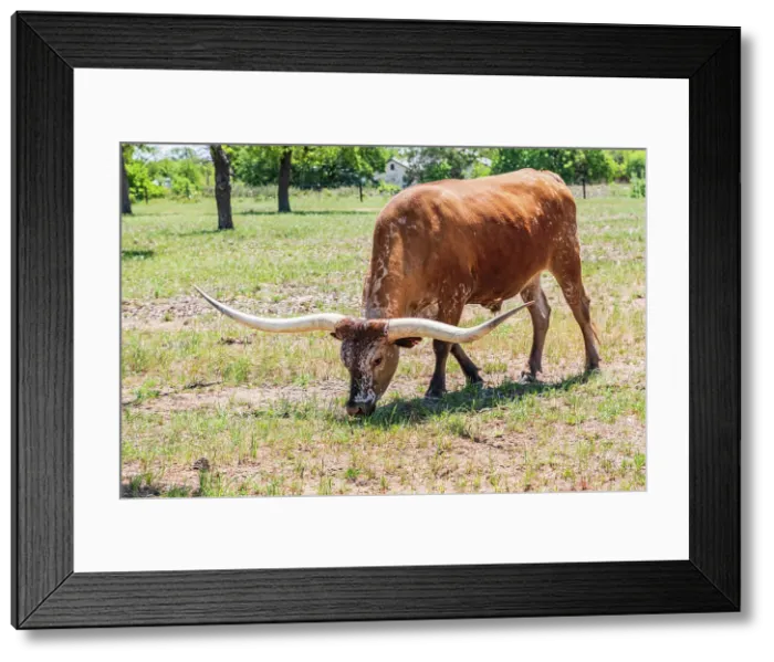 Framed Print : Marble Falls, Texas, USA. Longhorn cattle in the Texas Hill Country. Date: 10-04-2021 Framed Print : Marble Falls, Texas, USA. Longhorn cattle in the Texas Hill Country. Date: 10-04-2021