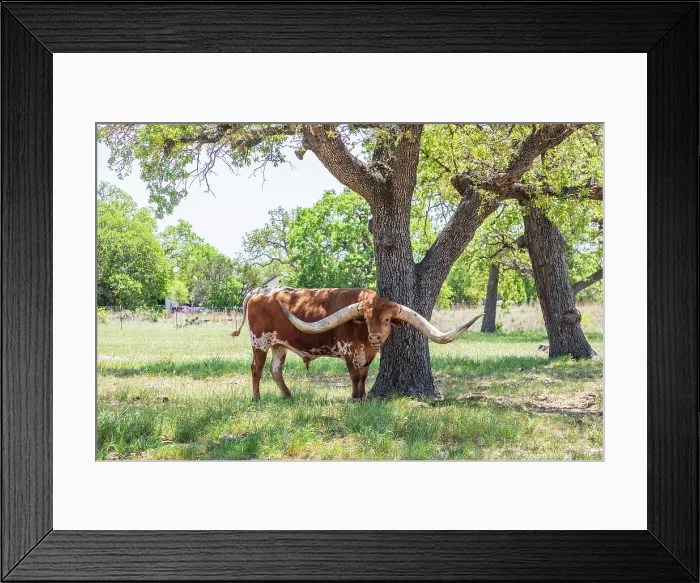 Framed Print : Marble Falls, Texas, USA. Longhorn cattle in the Texas Hill Country. Date: 10-04-2021 Framed Print : Marble Falls, Texas, USA. Longhorn cattle in the Texas Hill Country. Date: 10-04-2021