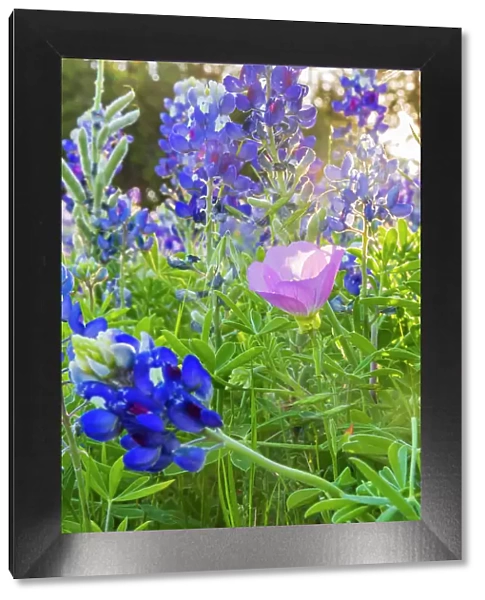 Lampasas, Texas, USA. Pink Evening Primrose and Bluebonnet wildflowers in the Texas Hill Country. Date: 11-04-2021